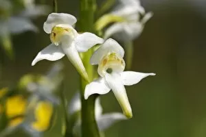 Friedhelm Adam Nature Photography Gallery: Greater Butterfly-orchid (Platanthera chlorantha), blooming