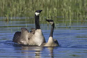 Oregon Collection: Greater Canada geese (Branta canadensis) swimming, Oregon, USA