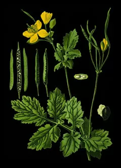 Medicinal and Herbal Plant Illustrations Collection: greater celandine, nipplewort, swallowwort, tetterwort