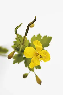 Herbs Prints: Greater Celandine or Tetterwort (Chelidonium majus), medicinal plant
