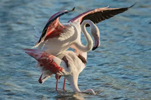 Images Dated 22nd May 2013: Greater Flamingo -Phoenicopterus roseus-, pair mating, copula, Camargue, Southern France, France