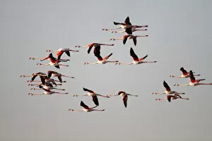 Friedhelm Adam Nature Photography Gallery: Greater Flamingo -Phoenicopterus roseus-, flock in flight, Camargue, France, Europe