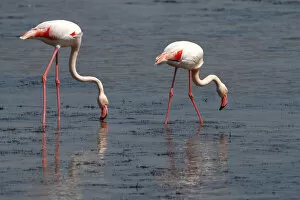 Images Dated 9th April 2011: Greater Flamingo -Phoenicopterus roseus-, foraging in shallow water, Camargue, France, Europe