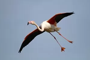 Friedhelm Adam Nature Photography Gallery: Greater Flamingo -Phoenicopterus roseus-, landing, Camargue, France, Europe