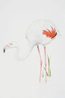 Greater Flamingo (Phoenicopterus ruber), white feathered body with pink feather detail