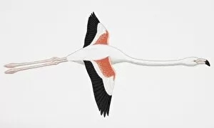 Greater Flamingo (Phoenicopterus ruber), adult