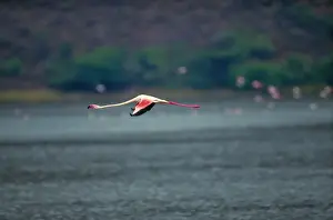 Art Wolfe Photography Prints: Greater flamingo (Phoenicopterus ruber) in flight
