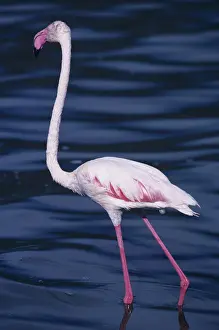 Greater flamingo (Phoenicopterus ruber) paddling in water, Lake Bogoria, Kenya