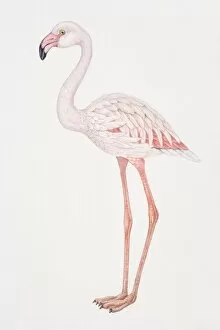 Greater Flamingo, Phoenicopterus ruber, side view