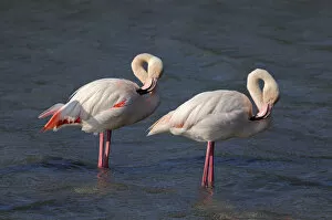 Images Dated 16th May 2010: Two Greater Flamingos -Phoenicopterus roseus-, preening, Camargue, France, Europe