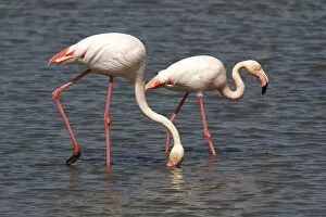 Images Dated 11th April 2011: Greater Flamingos -Phoenicopterus roseus- foraging in shallow water, Camargue, France, Europe