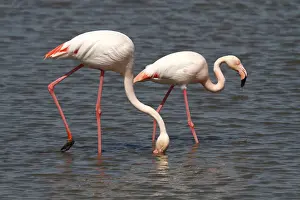 Side By Side Prints: Greater Flamingos -Phoenicopterus roseus- foraging in shallow water