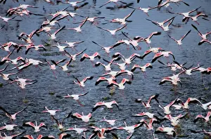 Greater flamingos (Phoenicopterus ruber) in flight
