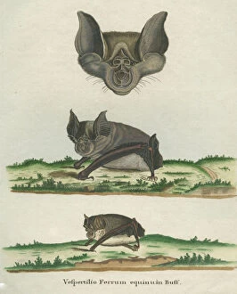 Images Dated 13th April 2010: Greater Horseshoe Bat