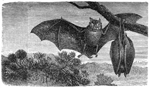 Horseshoe Prints: Greater Horseshoe Bat (Rhinolophus ferrumequinum)
