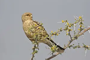 Falconidae Prints: Greater Kestrel or White-eyed Kestrel -Falco rupicoloides-, Etosha National Park, Namibia