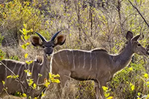 Images Dated 24th July 2016: Greater Kudu, Mabalingwe reserve, Limpopo, South Africa
