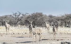 Images Dated 22nd August 2012: Greater kudu -Tragelaphus strepsiceros-, Chudop waterhole, Etosha National Park, Namibia
