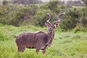 Bovid Gallery: Greater Kudu -Tragelaphus strepsiceros- at Addo Elephant Park, South Africa
