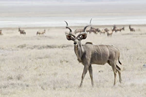 Images Dated 22nd August 2013: Greater Kudu -Tragelaphus strepsiceros- roaming pastureland, Etosha National Park, Namibia