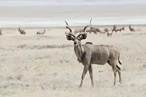 Greater Kudu -Tragelaphus strepsiceros- roaming pastureland, Etosha National Park, Namibia