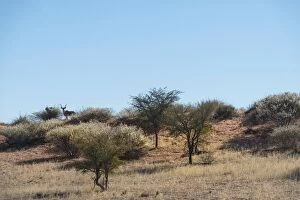 Images Dated 8th September 2012: Greater Kudu -Tragelaphus strepsiceros- on sand dune, Kalahari, Namibia