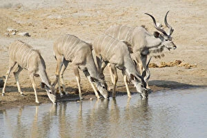 Images Dated 22nd August 2013: Greater Kudus -Tragelaphus strepsiceros- drinking at a waterhole, Etosha National Park, Namibia