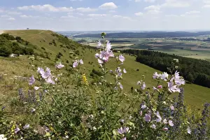 Greater musk-mallow, Cut-leaved mallow (Malva alcea), Hesselberg mountain, Middle Franconia, Franconia, Bavaria, Germany, Europe