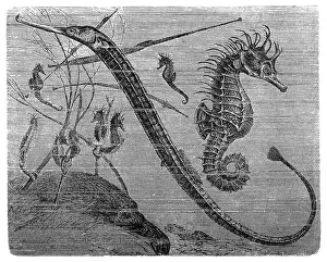 Sea Horse Prints: Greater pipefish and short-snouted seahorse