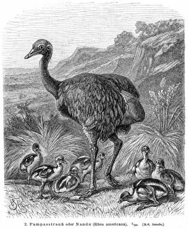 Images Dated 17th April 2017: Greater rhea bird engraving 1895