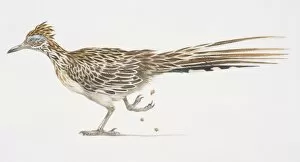 Images Dated 11th July 2006: Greater Roadrunner (Geococcyx californianus), side view of bird with long tail feathers