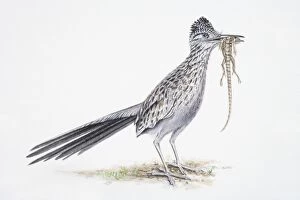 Beak Gallery: Greater Roadrunner, Geococcyx californianus, bird eating lizard
