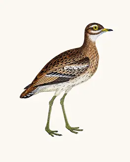 Plover Prints: Greater sand plover