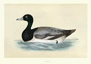 Natural World Collection: Greater scaup, Aythya marila, Wildlife, Birds, ducks, Art Prints
