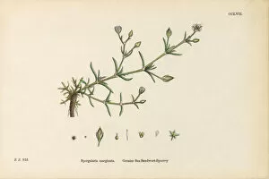 Images Dated 27th February 2017: Greater Sea Sandwort, Spergularia marginata, Victorian Botanical Illustration, 1863