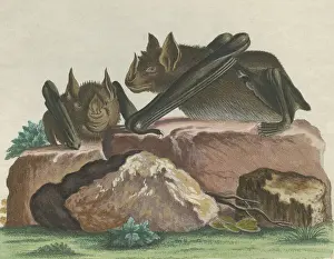 Greater Spear-nosed Bat