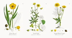 Crowfoot Prints: Greater Spearwort, Ranunculus Lingua, Victorian Botanical Illustration, 1863