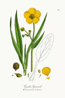 Images Dated 23rd September 2017: Greater Spearwort, Ranunculus Lingua, Victorian Botanical Illustration, 1863