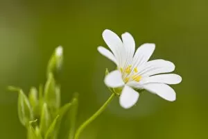 Images Dated 5th May 2013: Greater Stitchwort -Stellaria holostea-