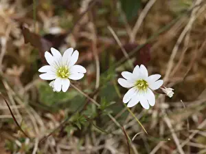 Chickweed Prints: Greater Stitchwort (Stellaria holostea), Ireland, Europe