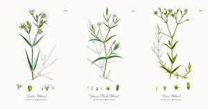 Greater Stitchwort, Stellaria Holostea, Victorian Botanical Illustration, 1863