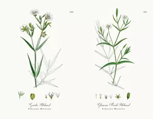 Images Dated 30th November 2017: Greater Stitchwort, Stellaria Holostea, Victorian Botanical Illustration, 1863