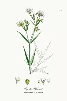 Images Dated 4th October 2017: Greater Stitchwort, Stellaria Holostea, Victorian Botanical Illustration, 1863