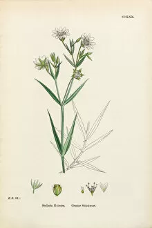 Images Dated 20th February 2017: Greater Stitchwort, Stellaria Holostea, Victorian Botanical Illustration, 1863