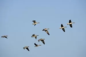 Images Dated 14th November 2011: Greater White-fronted Geese -Anser albifrons-, in flight, Bislicher Insel nature reserve, Wesel