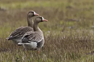 Images Dated 12th April 2017: Greater white-fronted geese (Anser albifrons), Oregon, USA