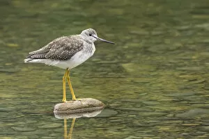 Images Dated 14th June 2015: Greater Yellowlegs