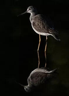 Images Dated 1st January 2013: Greater Yellowlegs reflects
