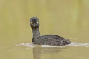 Images Dated 7th September 2017: Least Grebe