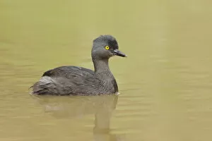 Images Dated 7th September 2017: Least Grebe